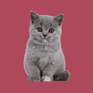 منتجات القطط - أليفكم