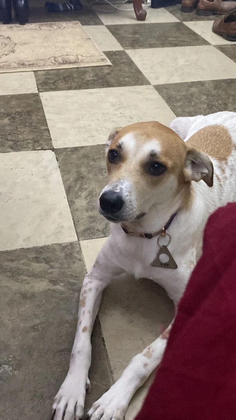 زلطة كلبة مفقودة بالمعادي - أليفكم