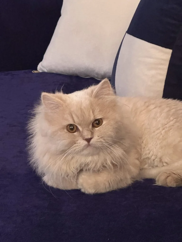 تيتوس teetos قط مفقود بالقاهرة عين شمس - أليفكم