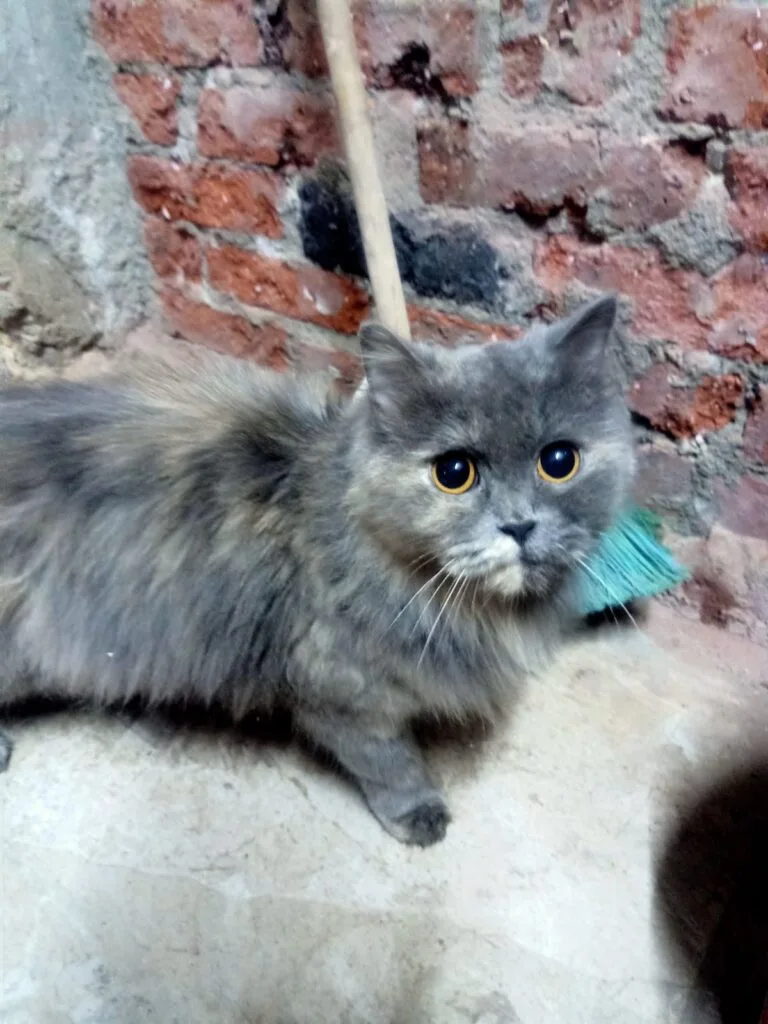 قط شيرازي رمادي تم العثور عليه القليوبية شبرا الخيمة - أليفكم