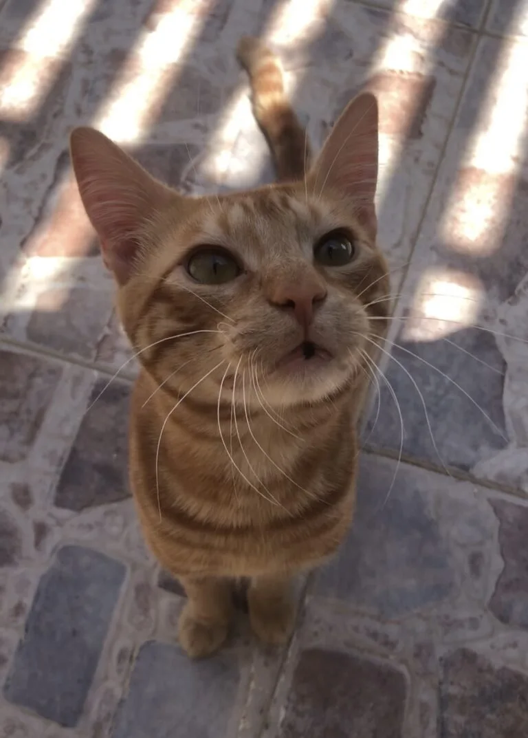 بسبوس قط بلدي مشمشي مفقود في 6 اكتوبر - أليفكم