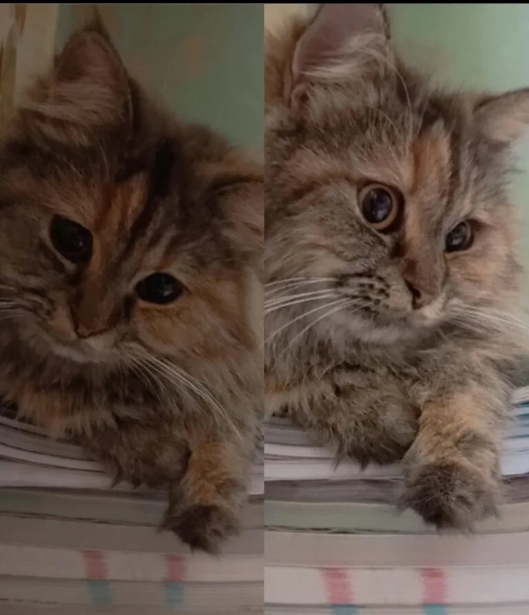 چيسي (چوچو) قطة شيرازي مفقودة في سانت تريزا ، شبرا مصر ، القاهرة - أليفكم