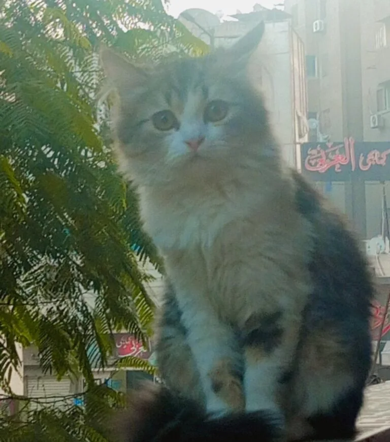 بيلا قطة شيرازي مفقودة في سانت تريزا ، شبرا مصر ، القاهرة - أليفكم