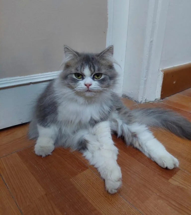 توتي قط شيرازي مفقود في المنصورة - أليفكم