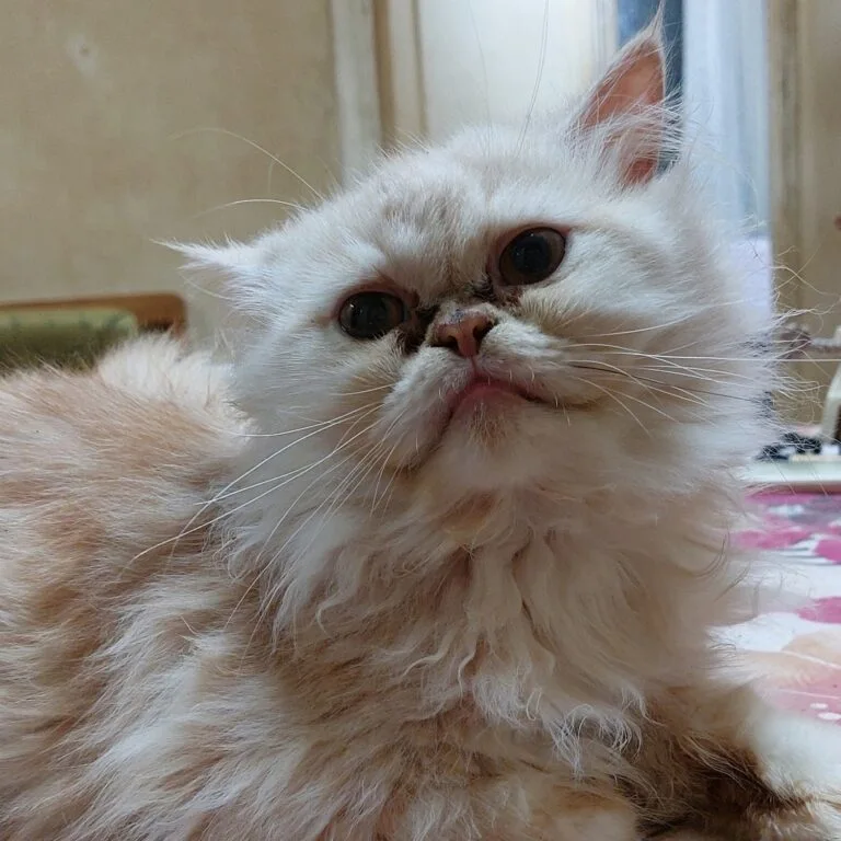 مشمش قط شيرازي مفقود ابيض علي مشمشي في المنصورة توريل الجديدة - الدقهلية - أليفكم