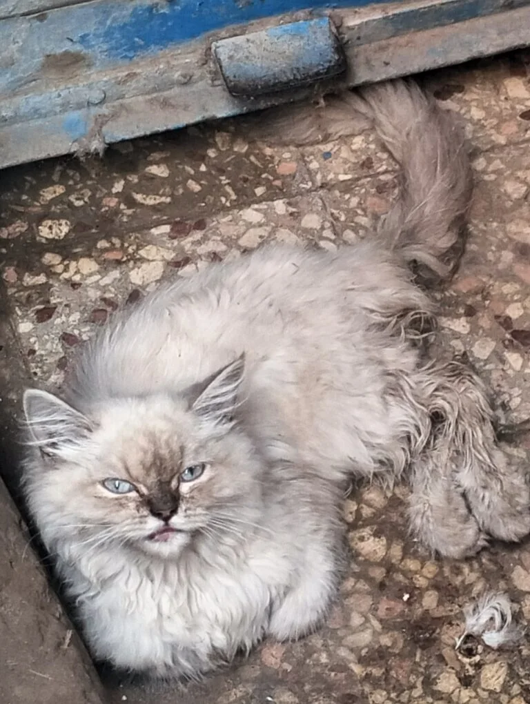 قط شيرازي تم العثور عليه في بنها ( الرمله ) - أليفكم