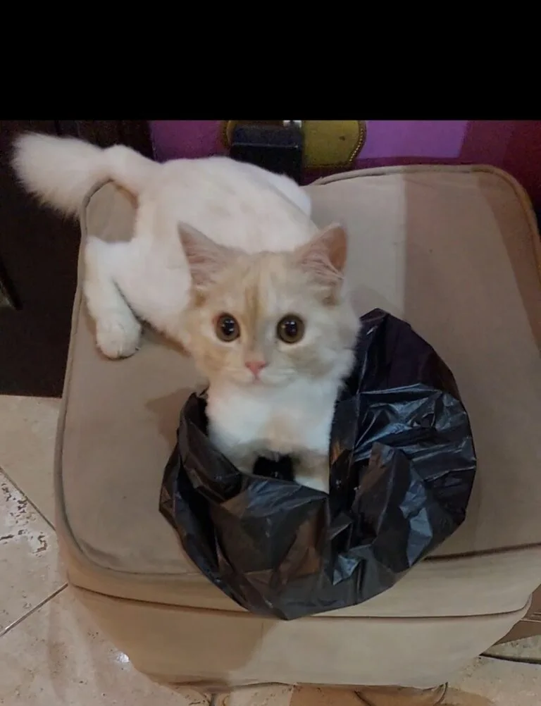 بندقة قطة مفقودة شيرازي لونها ابيض في مشمشي في المنصورة طه حسين - أليفكم