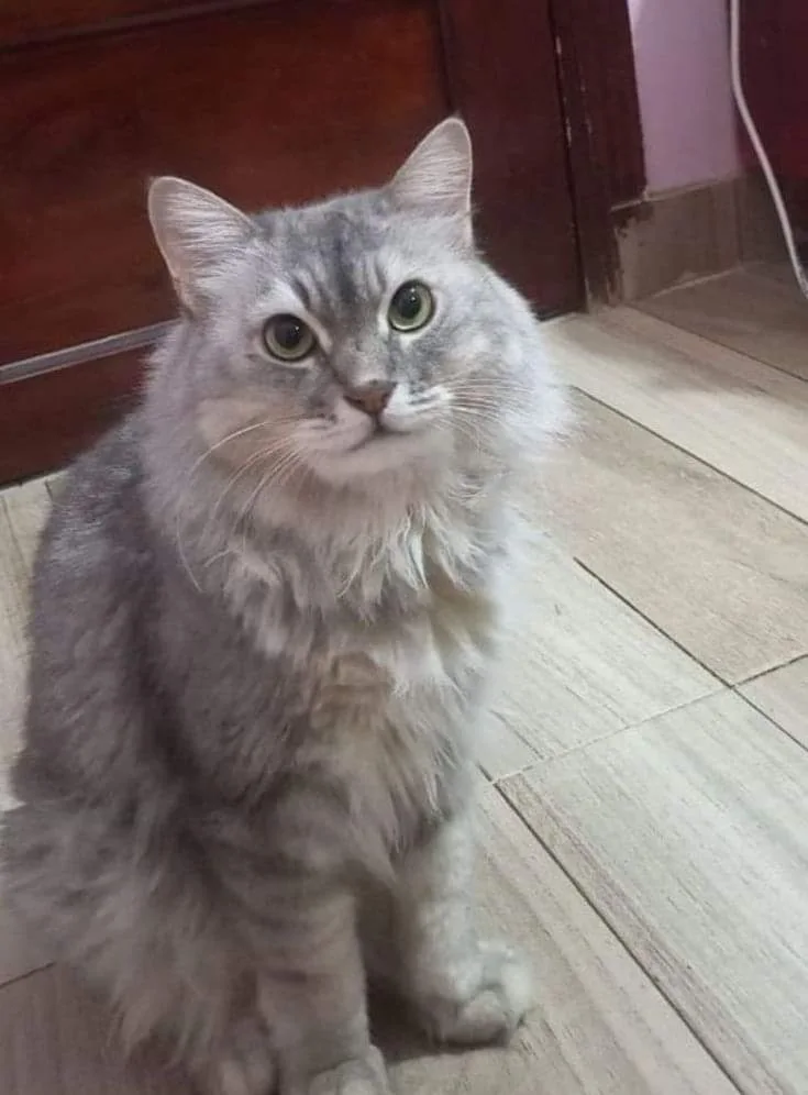 بوبوس قط شيرازي مفقود في أبوتيج أول البلد بحرى، اسيوط - أليفكم