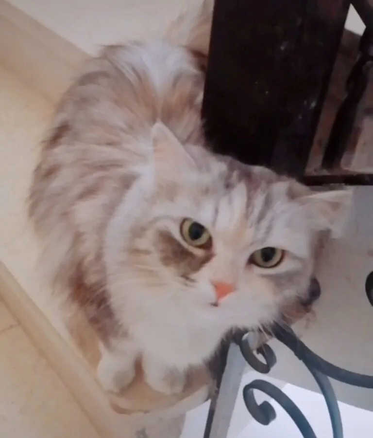 اتوس قطة مفقودة في العاشر من رمضان - أليفكم