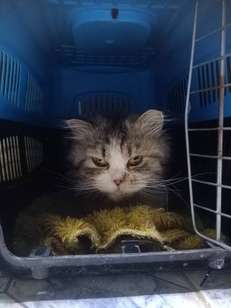 قط ذكر شيرازي مفقود تم العثور عليه الساحل روض الفرج - أليفكم