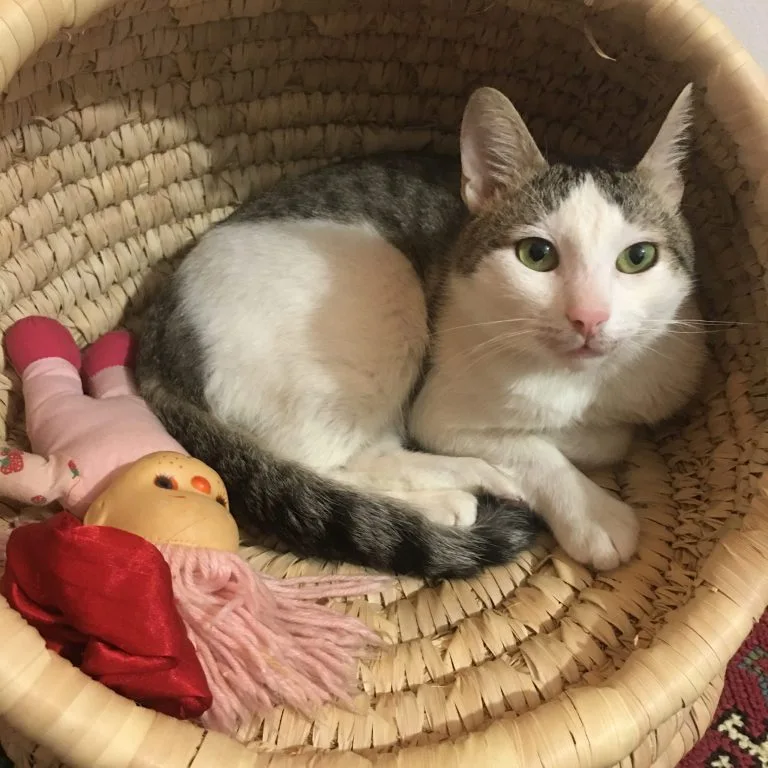 حُمص قط بلدي مفقود في الزيتون بجوار ميدان المطرية - أليفكم